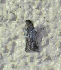 Chararica hystriculella