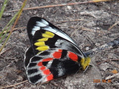 Delias harpalyce