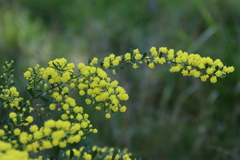 Acacia acinacea