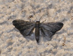 Protoproutia laredoata