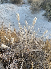 Krascheninnikovia lanata