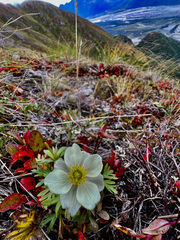 Anemonastrum sibiricum