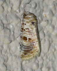 Diastema tigris