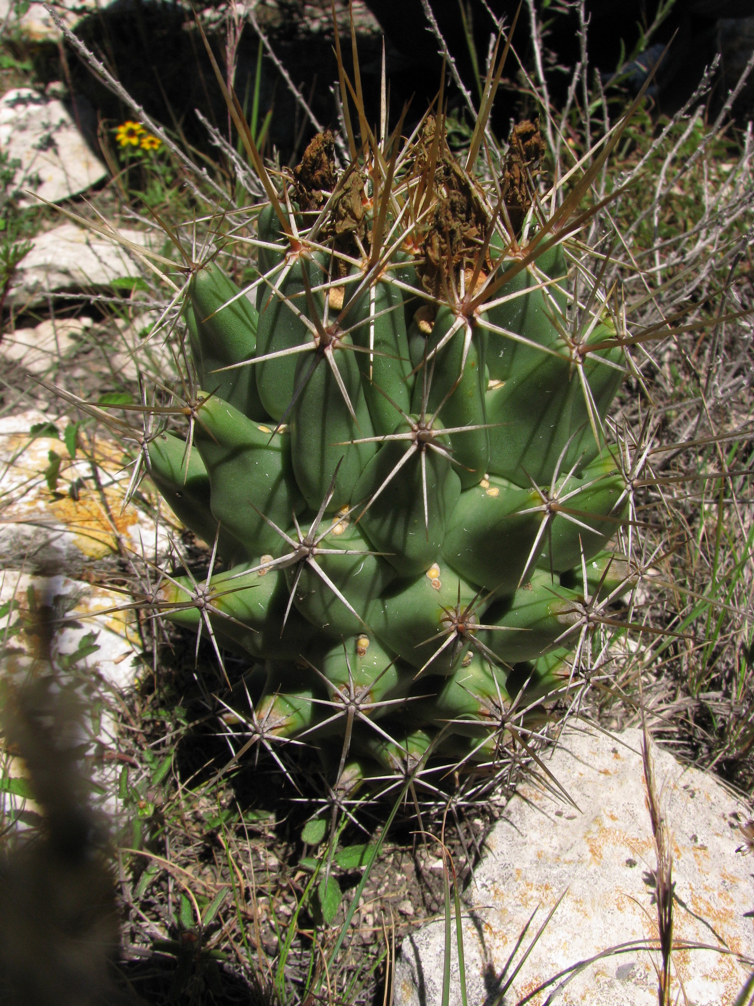 Coryphantha octacantha