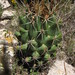 Coryphantha octacantha - Photo (c) Opuntia Cadereytensis, some rights reserved (CC BY-NC), uploaded by Opuntia Cadereytensis