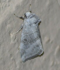 Plagiomimicus caesium