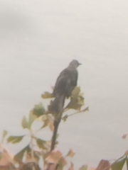 Pycnonotus sinensis sinensis