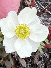 Anemonastrum sibiricum
