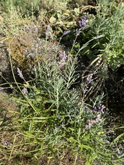 Lavandula angustifolia