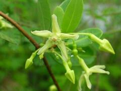 Gymnanthera oblonga