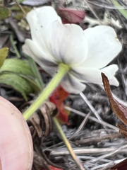 Anemonastrum sibiricum