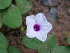 Ipomoea sagittifolia