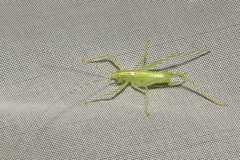 Meconema meridionale