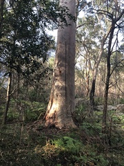 Angophora costata