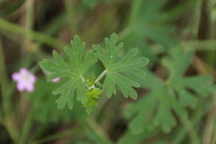 Geranium gardneri