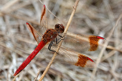 Sympetrum pedemontanum