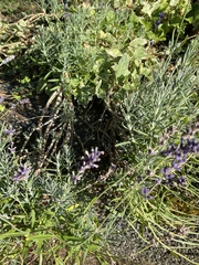 Lavandula angustifolia