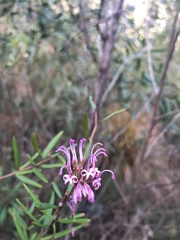 Grevillea sericea