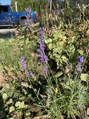 Lavandula angustifolia