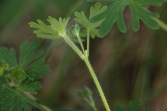 Geranium gardneri