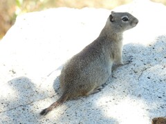 Urocitellus beldingi