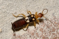 Forficula smyrnensis