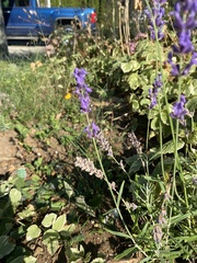 Lavandula angustifolia