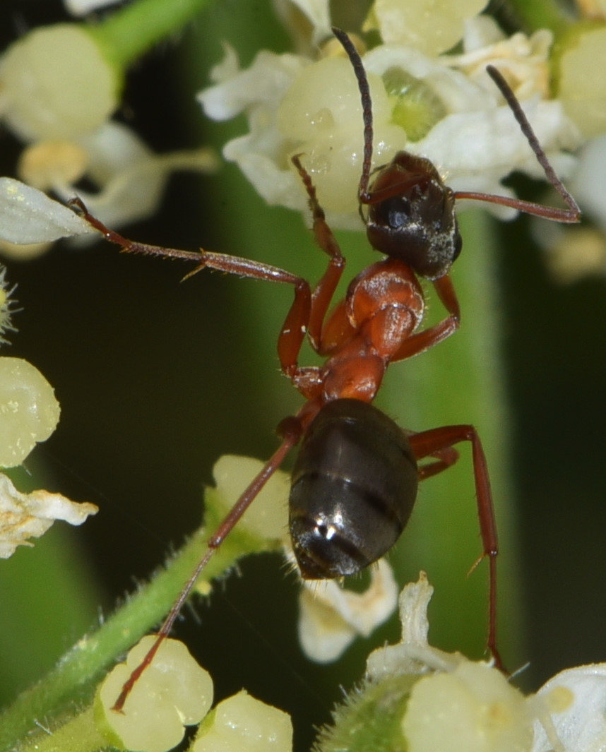 Formica transmontanis