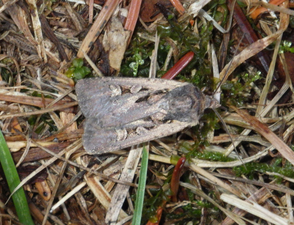 Square-spot Dart