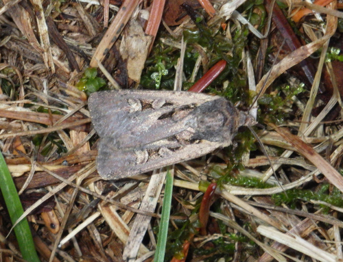 Square-spot Dart