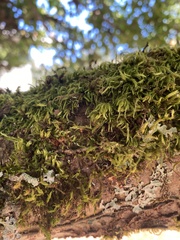 Dendroalsia abietina