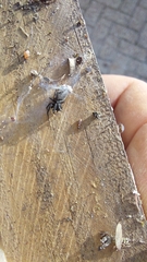 Zelotes