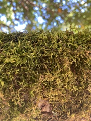 Dendroalsia abietina