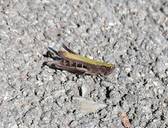 Chorthippus dorsatus