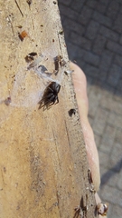 Zelotes