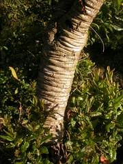 Morella kilimandscharica