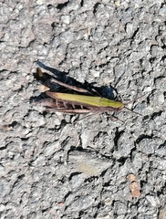 Chorthippus dorsatus