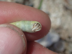 Cerithium nesioticum