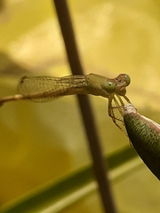 Ceriagrion coromandelianum