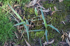 Dianella amoena