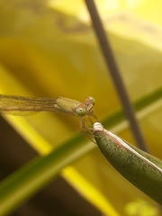 Ceriagrion coromandelianum