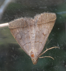 Zanclognatha lunalis