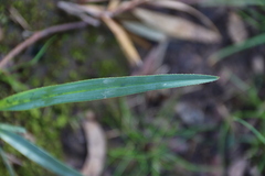 Dianella amoena