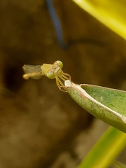 Ceriagrion coromandelianum