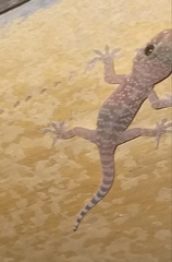 Hemidactylus turcicus