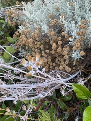 Pseudognaphalium stramineum