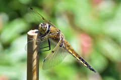 Libellula quadrimaculata