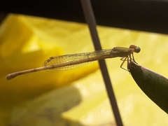Ceriagrion coromandelianum