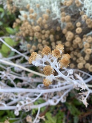 Pseudognaphalium stramineum