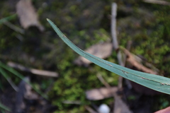 Dianella amoena